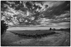 Monochrome Landscapes