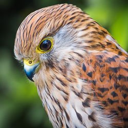 Birds