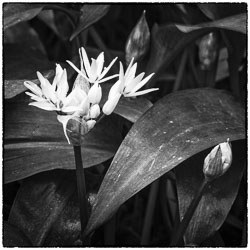 Flora