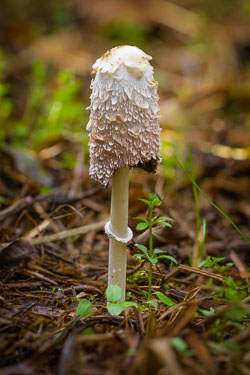 Fungi