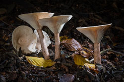 Fungi