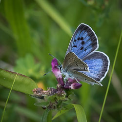 Insects and Minibeasts