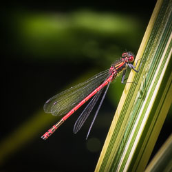 Insects and Minibeasts