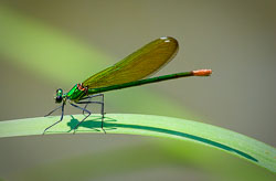 Insects and Minibeasts