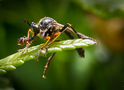 Insects and Minibeasts
