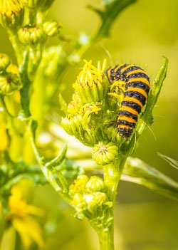 Insects and Minibeasts