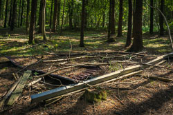 Skeletons of the forest