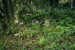 Skeletons of the forest