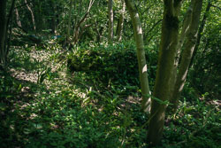 Skeletons of the forest