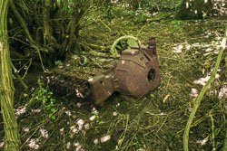 Skeletons of the forest