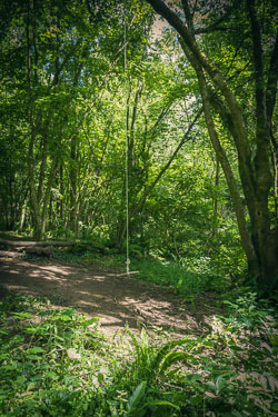 Skeletons of the forest