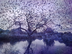 Starlings murmurations